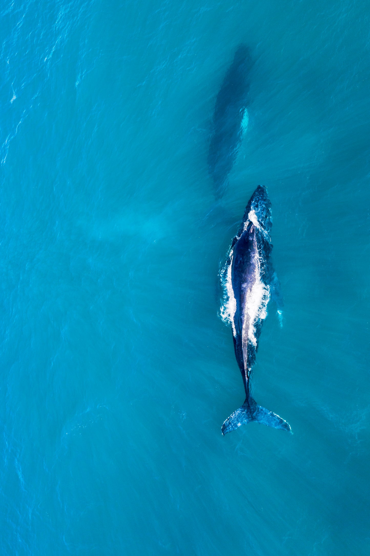 Two whales swimming in clear blue water
