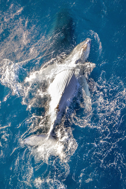 Humpback