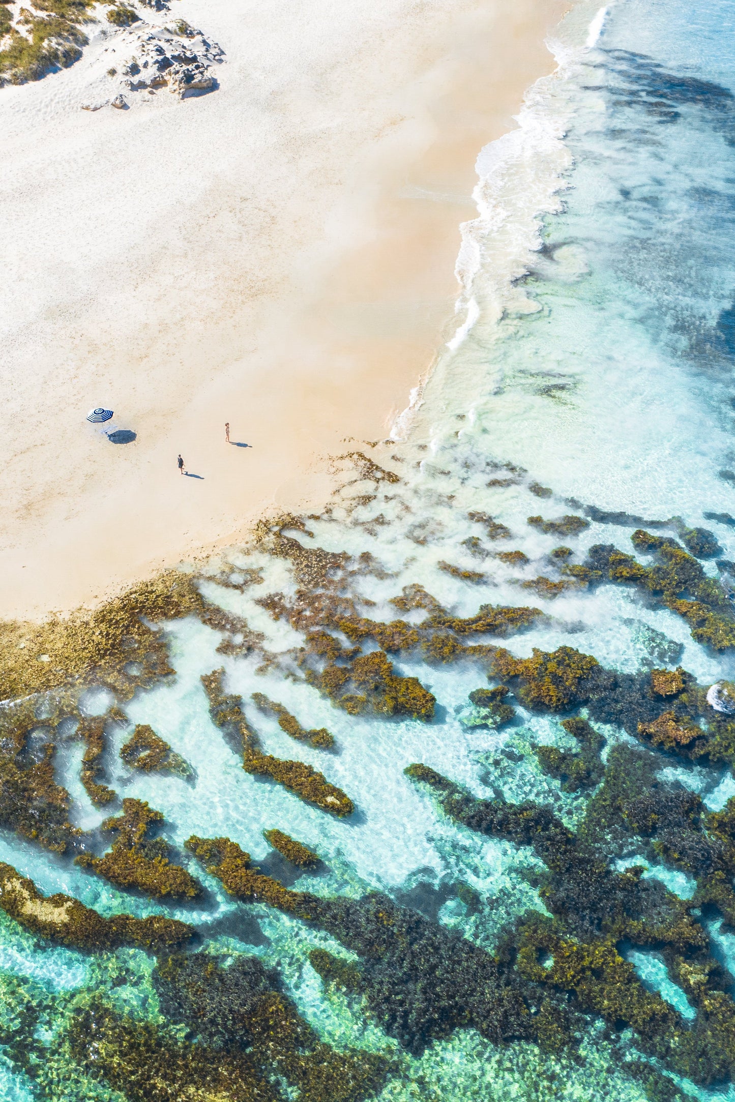 A vibrant underwater scene with a close-up view of colorful coral reefs and sea creatures, presumably part of the product's visual content.