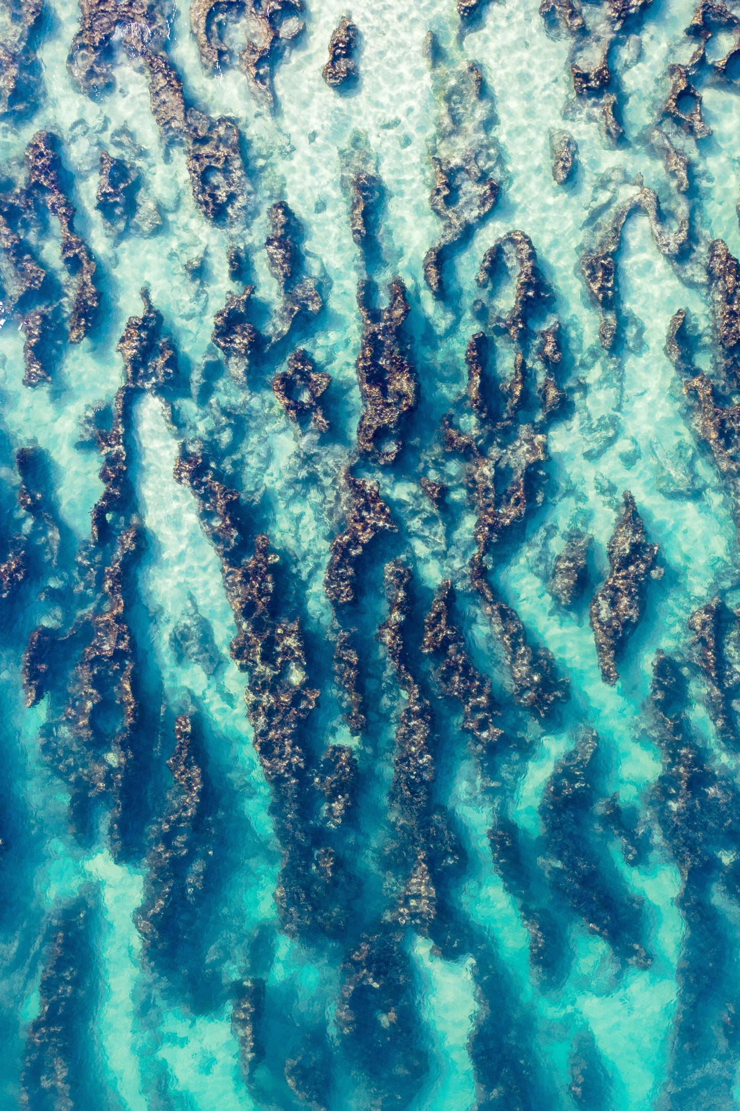 A close-up image of a textured underwater scene with rocks and possibly coral.