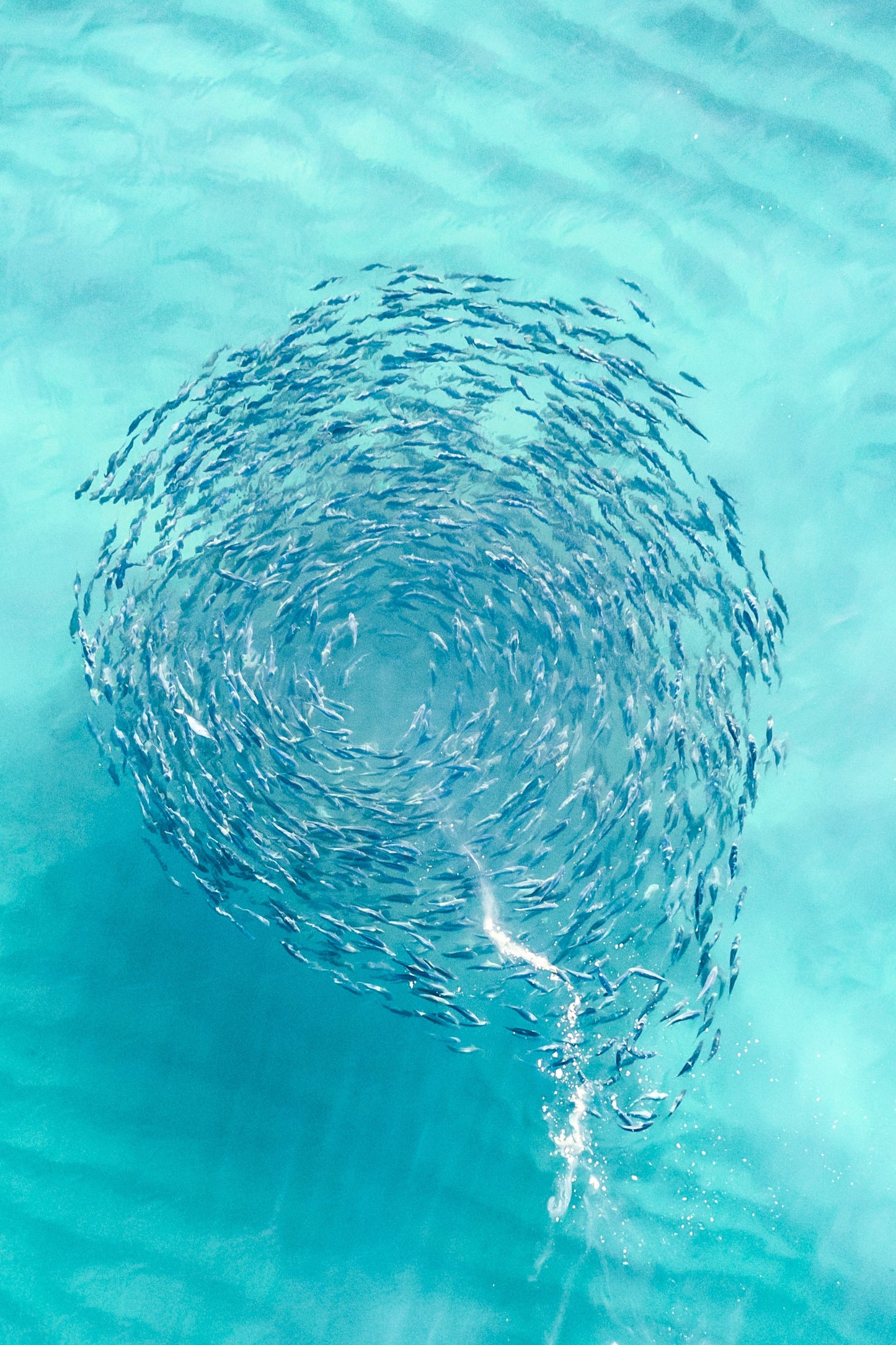 A photograph of a school of fish, likely salmon, swimming in a circular pattern in the shallows of a beach.