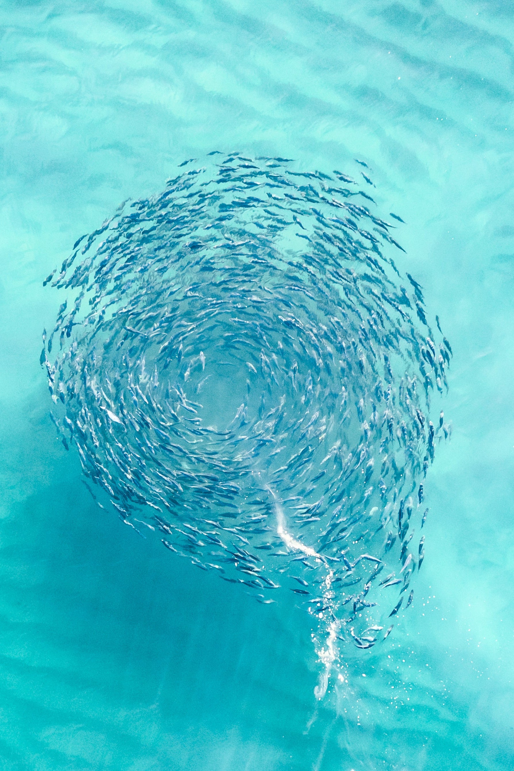 A photograph of a school of fish, likely salmon, swimming in a circular pattern in the shallows of a beach.